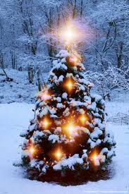 Christmas Tree Outside In The Snow Christmas Lights Christmas House Lights Christmas Tree Pictures