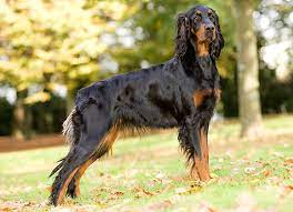 Our first dog, stormy is shown in the photo above. Gordon Setter Puppies For Sale Adoptapet Com