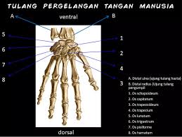 Maybe you would like to learn more about one of these? Fungsi Tulang Pergelangan Tangan Lengkap Dengan Gambar Dan Penjelasannya