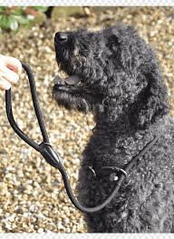 Ficha do cão d'água espanhol. Cao De Agua Espanhol Cao De Agua Portugues Barbet Spaniel De Agua Irlandesa Caniche Padrao Bem Estar De Colarinho Carnivoro Cachorro Como Mamifero Png Pngegg