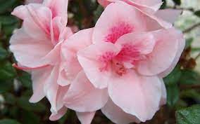 Autumn Belle Encore Azalea Azalea Shrub Azaleas Buy Plants Online