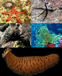 Echinoderm Wikipedia