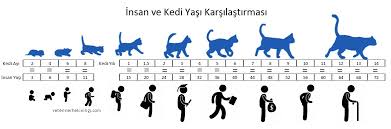 Kedimin Yasini Nasil Hesaplarim Veterinerhekimligi