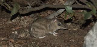 We did not find results for: Bandicoot Digs The Little Marsupial Burrows That Keep Australia S Soil Healthy