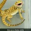 Bearded dragons don't like their owners in the same sense as we like other people. Https Encrypted Tbn0 Gstatic Com Images Q Tbn And9gcrjmd4upt4n Djgteukggixatzukt4rzvbpurk18kwfvktkuz6w Usqp Cau