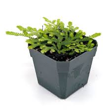 Image result for Selaginella chevalieri