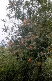 Image result for Tapinanthus forbesii