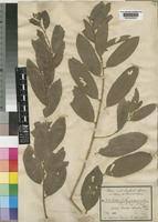 Image result for Bridelia scleroneura