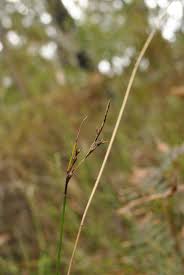 Image result for Tetraria