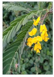 Image result for Sesbania sesban