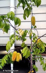 Image result for Averrhoa carambola