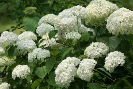 Blooms appear in late winter and early spring. 10 Great Shrubs That Bloom With White Flowers