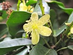 Image result for Monanthotaxis afra