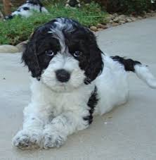 This little guy is a black labradoodle with white markings. Labradoodle Parents Darby Park Doodles Mini Labradoodle Puppy Labradoodle Goldendoodle Black