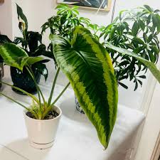 Image result for Gilgiochloa indurata