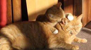 Nos gatos, o vírus da leucemia felina (felv) desempenha um papel particularmente importante no desenvolvimento da leucemia infeciosa. Leucemia Felina Que Es Sintomas Y Pronostico