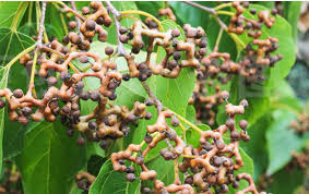 Image result for Hovenia dulcis