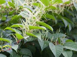 Mar 19, 2012 · 1. Japanese Knotweed Identification Landtech Uk Limited