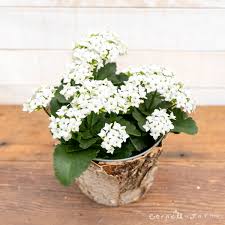 Image result for Kalanchoe blossfeldiana