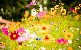 All flower background photos are available in jpg, ai, eps, psd and cdr format. Colorful Flower Wallpapers Wallpaper Cave
