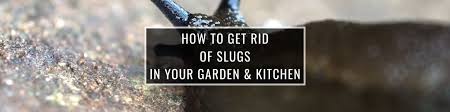 In fact, any of these items can be used as lures. How To Get Rid Of Slugs In Your Garden And Kitchen Patiomate