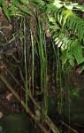 Image result for Vittaria elongata