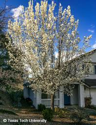 Maybe you would like to learn more about one of these? Bradford Pear Plant Resources Home Ttu