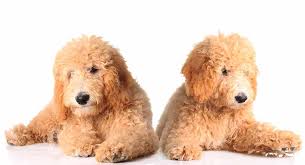 goldendoodle size what size is a goldendoodle fully grown