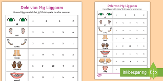 Primaria sexto grado ciencias naturales libro de texto. Dele Van My Liggaam Aktiwiteit Teacher Made