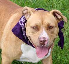 Skyy is a very loving and energetic 2 year old pit bull. Pitbull Rescue Indiana Pitbull Puppies