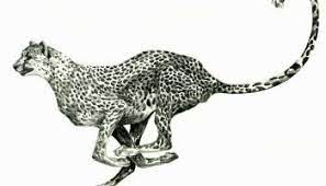 hindi how to draw tiger from 553 number step by step easy drawing for kids. How To Draw A Cheetah Running Easy Step By Step For Beginners Drawings Cheetah Tattoo Draw