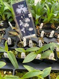 Image result for Habenaria goetzeana