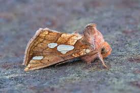 Image result for Plusia putnami