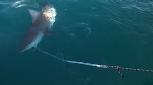 Attack them when they are unaware and watch out for other hungry sharks. Deadly Shark Attack Off Maine Coast Under Investigation