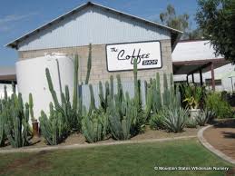 Is there a cactus that shoots needles? Cereus Hildmannianus Hedge Cactus Mountain States Wholesale Nursery