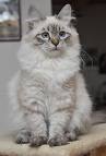 About The Breed | Siberian Miracle Cattery
