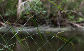 Image result for Agrostis quinqueseta