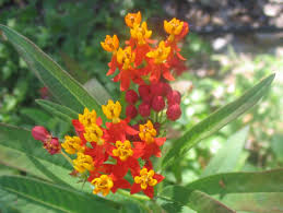 Image result for Asclepias