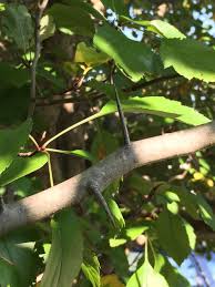 Virginia flowering tree identification guide. Identifying Trees By Their Bark Master Gardeners Of Northern Virginia