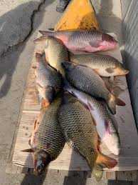 250g carnati cruzi afumati (taranesti), 4 cartofi potriviti, 1 ceapa mare, 1 morcov, 250ml smantana, 1 lingurita vegeta, 2 catei usturoi, 1 legatura leustean. Bun De Tot Gata De Saramura Bun De Tot Afumati Ilfov Facebook