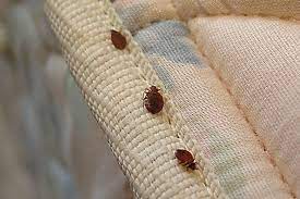 Little Black Bugs In House What Are They With Pictures Howchimp