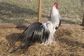 Pin On Farm And Ranch
