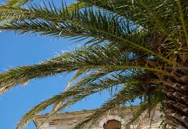 Photos are for editorial purposes only to provide a likeness of the plants offered. 11 Fascinating Facts About Palm Trees