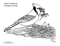 Blue Jay To Coloring Bluejay Coloring Page Free Blue Jay Coloring Pages Christian Mylaserlevelguide Com This page includes their hex, rgb, cmyk and pantone color codes. blue jay to coloring bluejay coloring