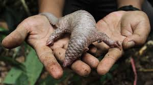 They have a long snout, with a long tongue, a rounded back, and a long tail. Taste For Rare Wild Pangolin Is Driving The Mammal To Extinction The Salt Npr