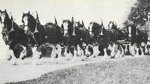 The Budweiser Clydesdales - Western Horseman