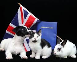 Feel free to post pictures and videos of cute things. Puppy Kitten And Bunny Patriotic Pets Heart