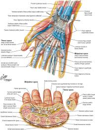 Image result for Hand Anatomy