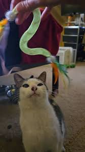 Wanted to come in here and see if anyone lost this baby girl found by a  plus pet grooming