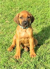Parents are health tested before being bred, producing healthy puppies! Rhodesian Ridgeback Puppies For Sale Pensacola Fl 328164